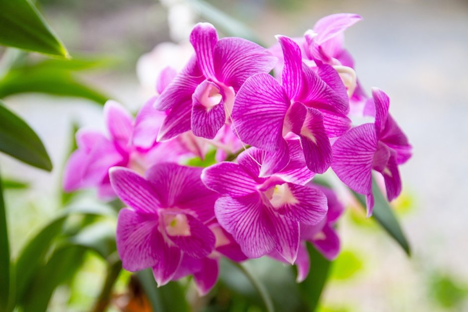 Орхидея Дендробиум тайская