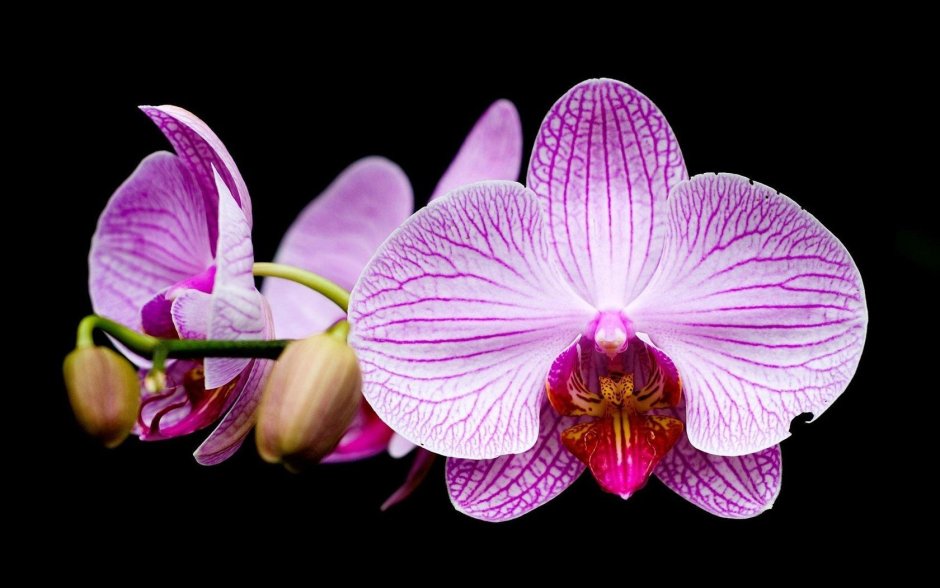 Орхидея алтея
