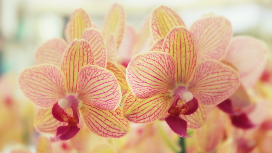 Орхидея желтая с розовыми полосками