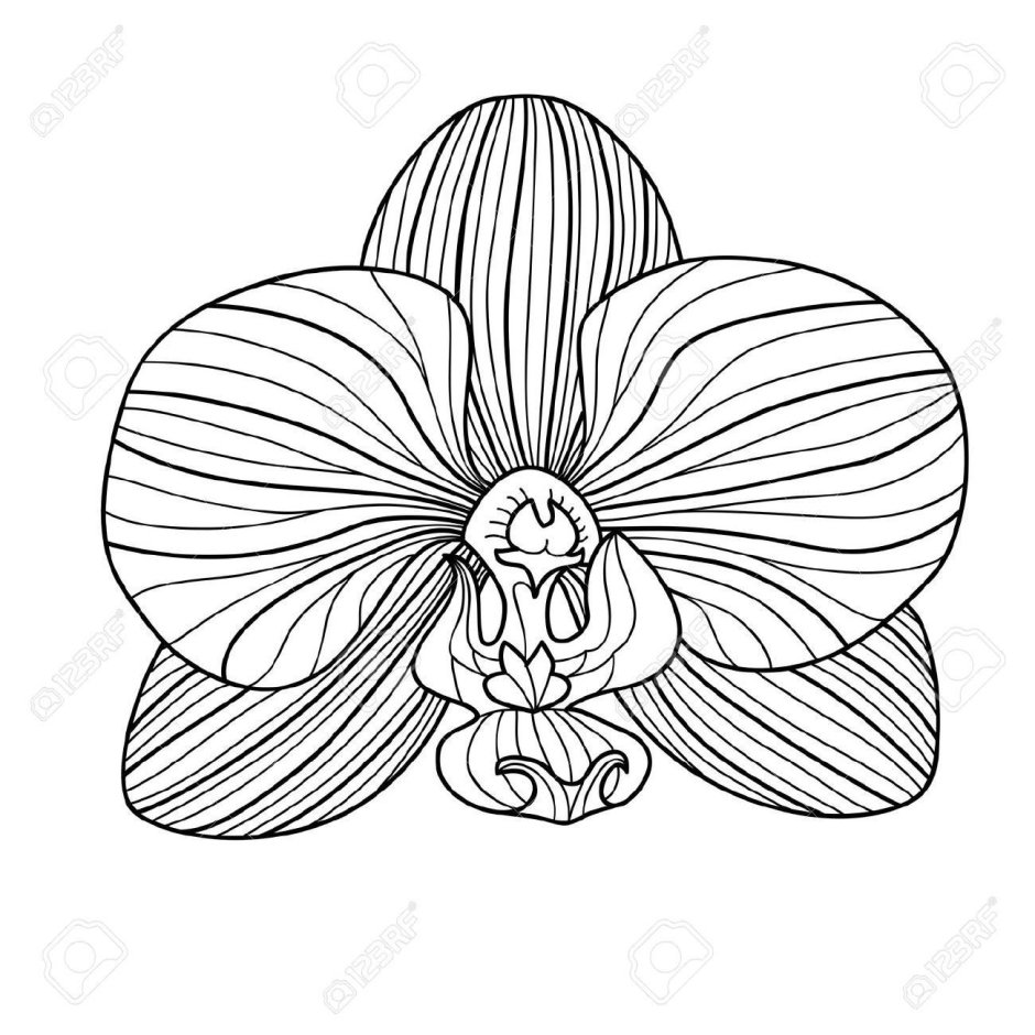 Орхидея цветок контур