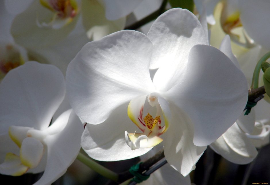 Орхидея мамба