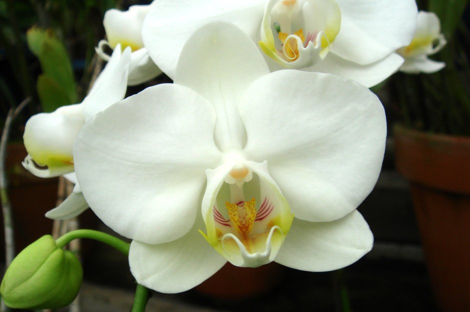 Орхидея фаленопсис Амабилис