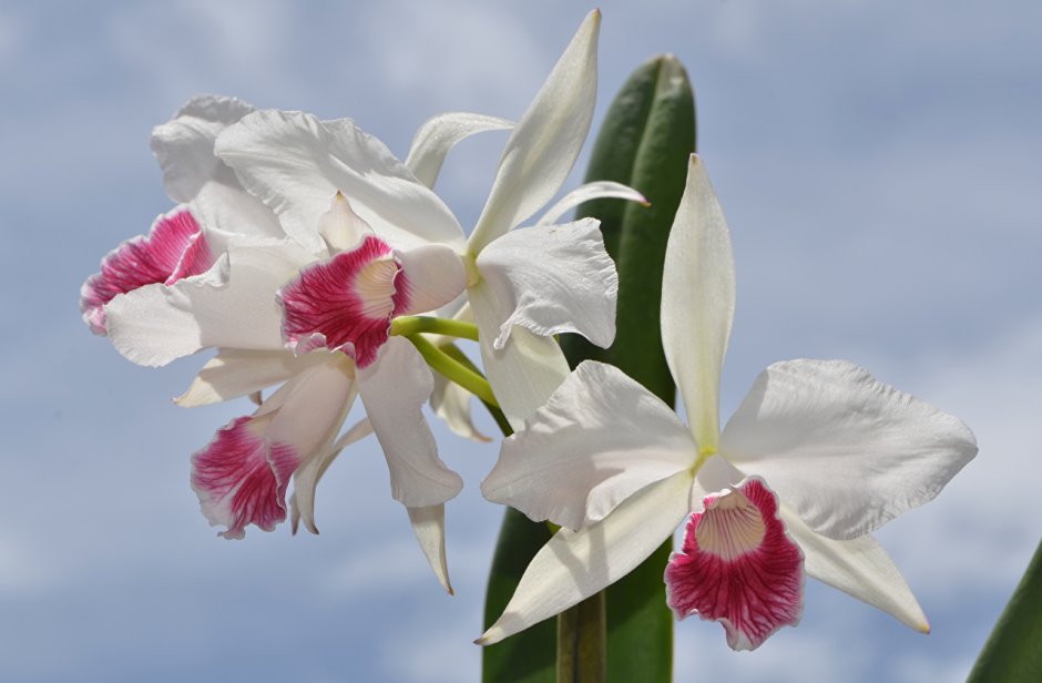 Орхидея с одним большим цветком