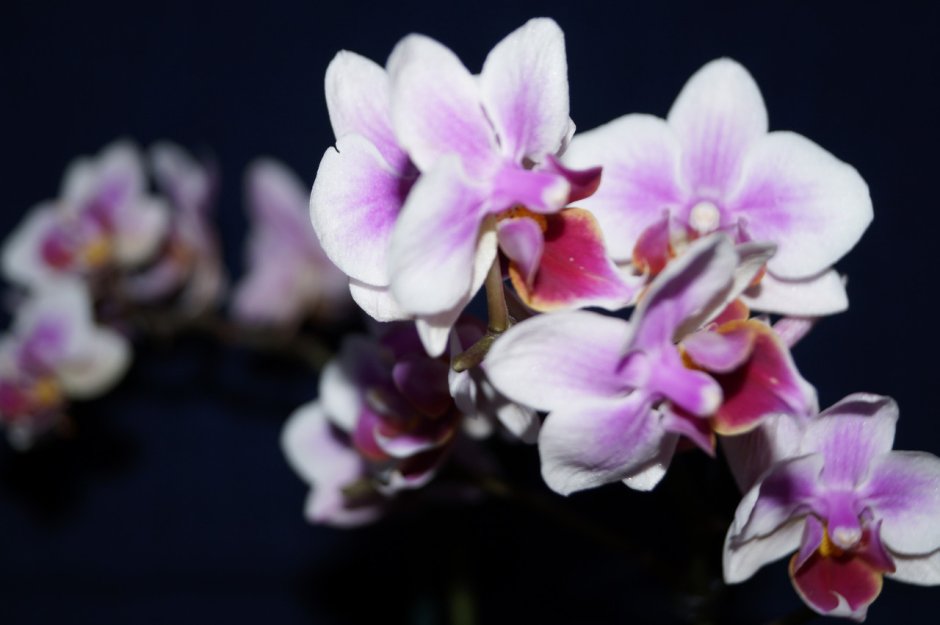 Орхидея миди мультифлора