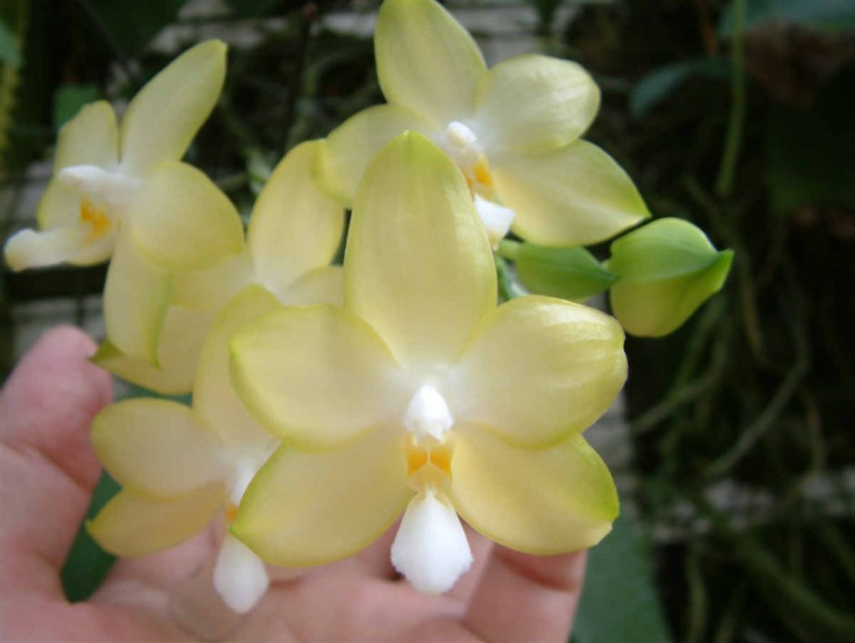 Phalaenopsis buena Jewel