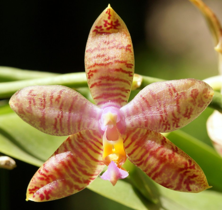 Phalaenopsis Princess Kaiulani Flava