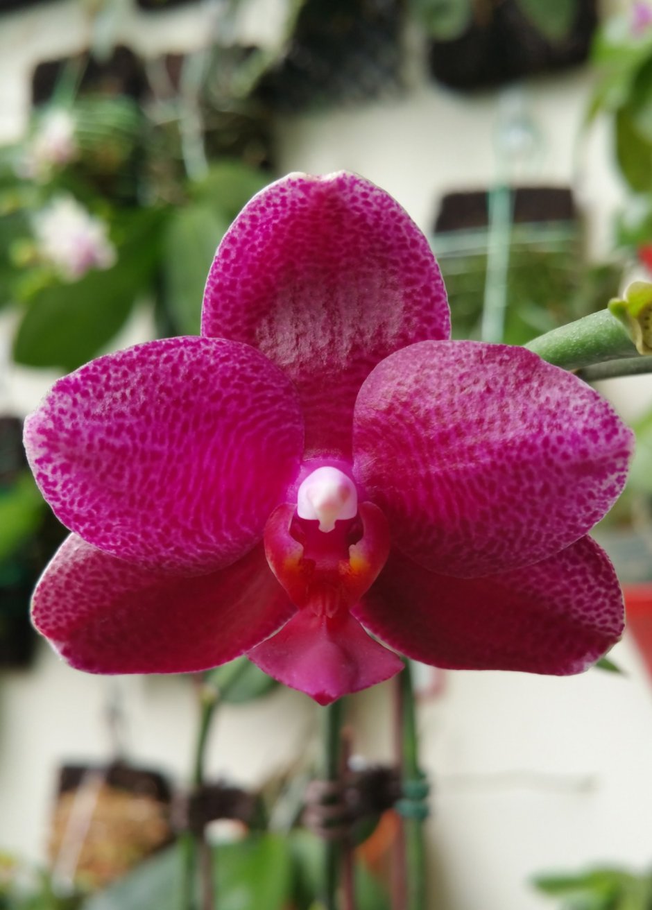 Орхидея фаленопсис Sogo