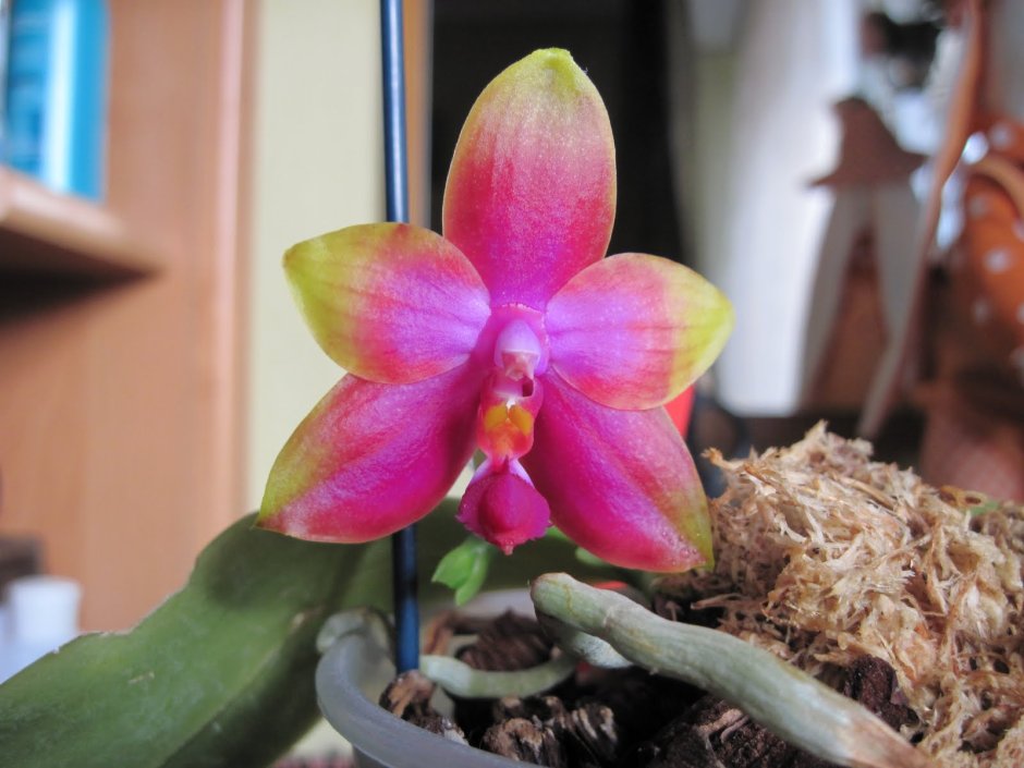 Princess Kaiulani Орхидея
