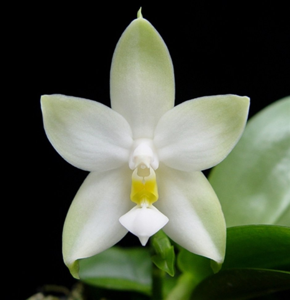 Phalaenopsis violacea Alba