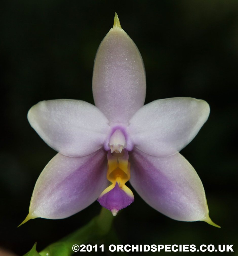 Violacea Орхидея