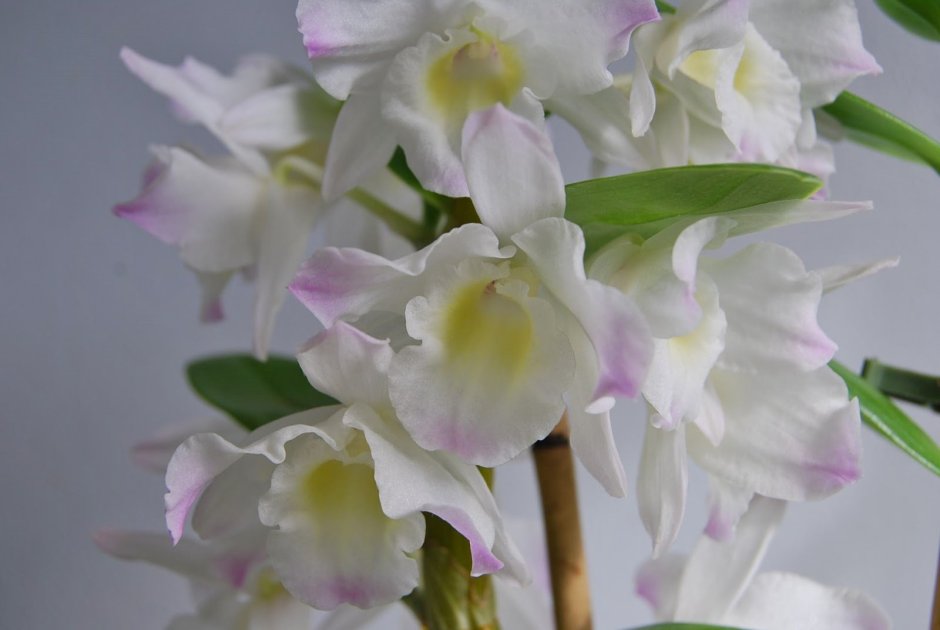 Орхидея Дендробиум Нобиле белая