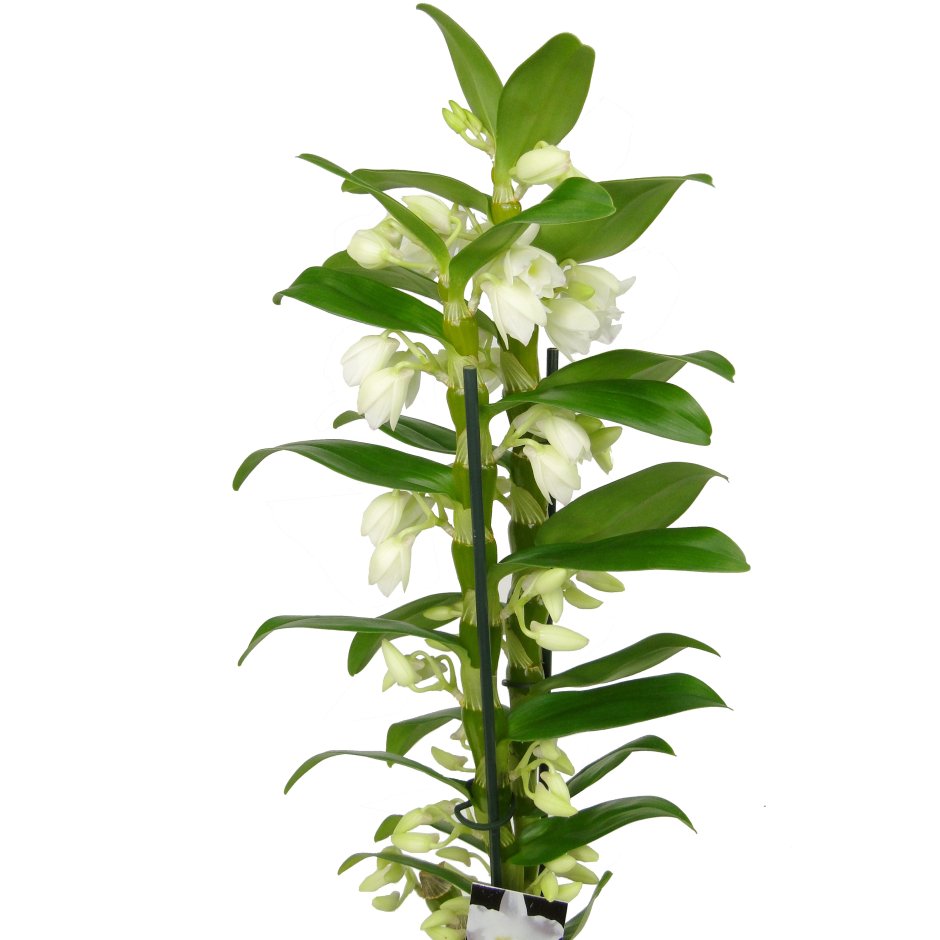 Орхидея Дендробиум Аполлон