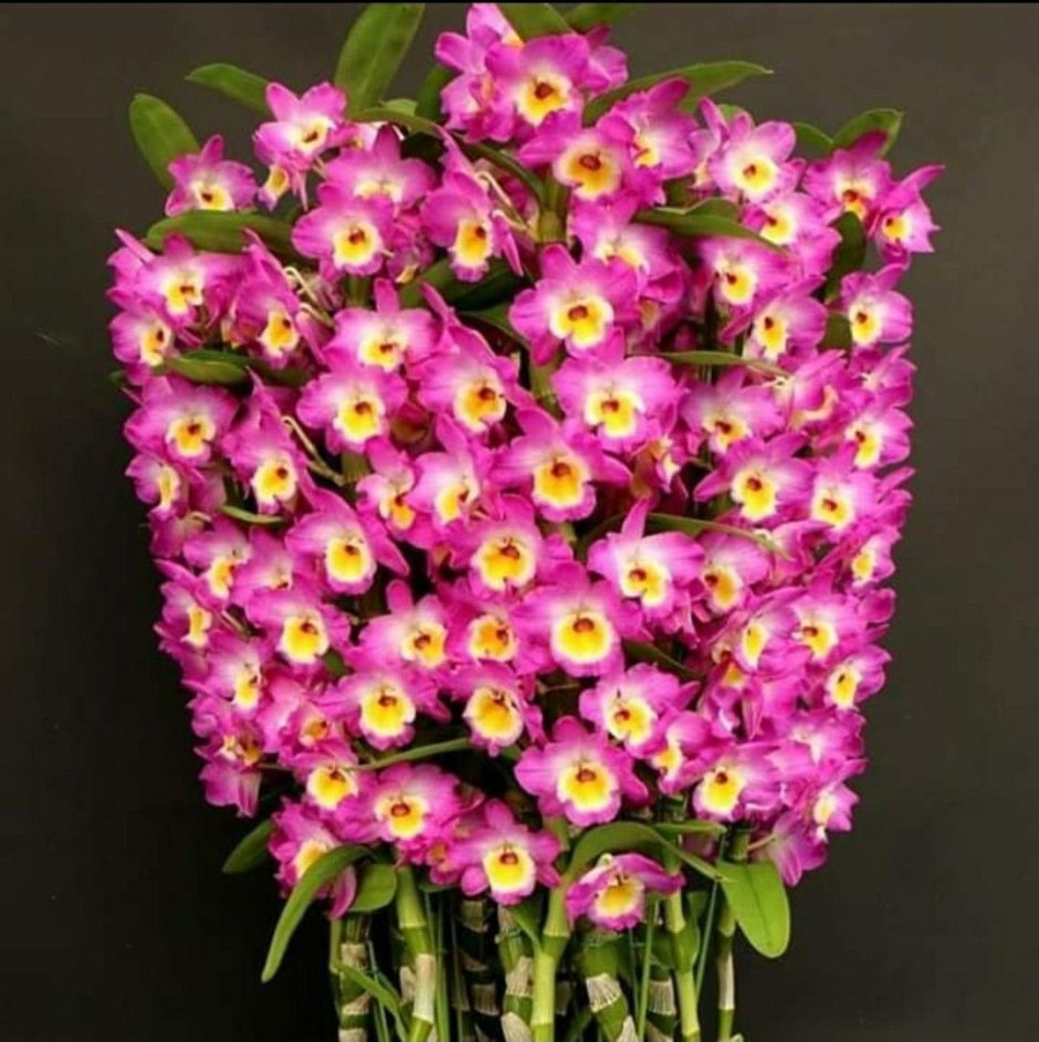 Орхидея Дендробиум Аполлон