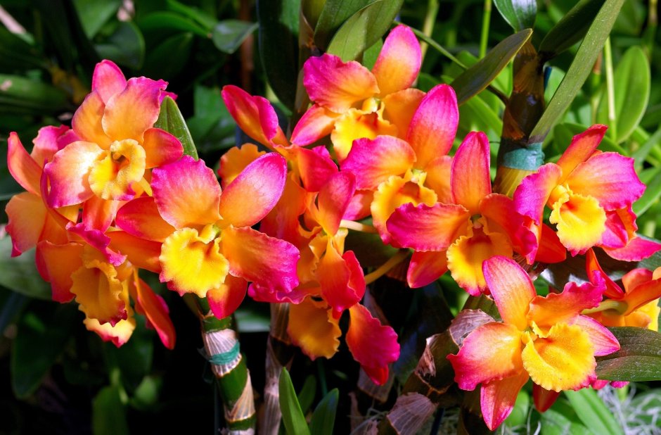 Орхидея дендробиум аполлон