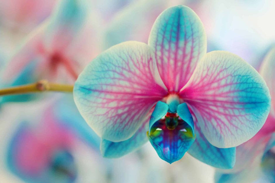 Орхидея фаленопсис голубая с розовым