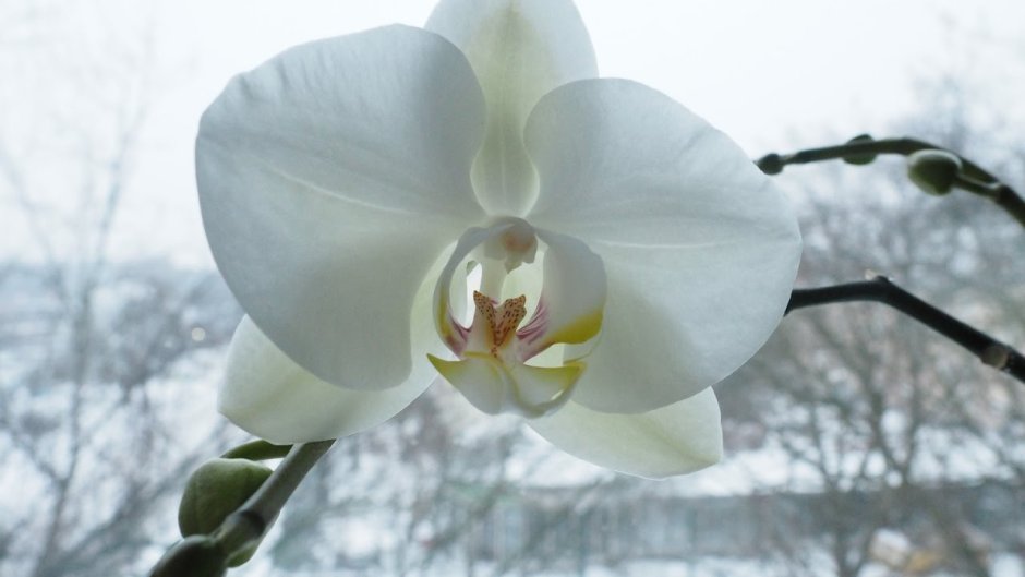 Орхидея Грин эпл