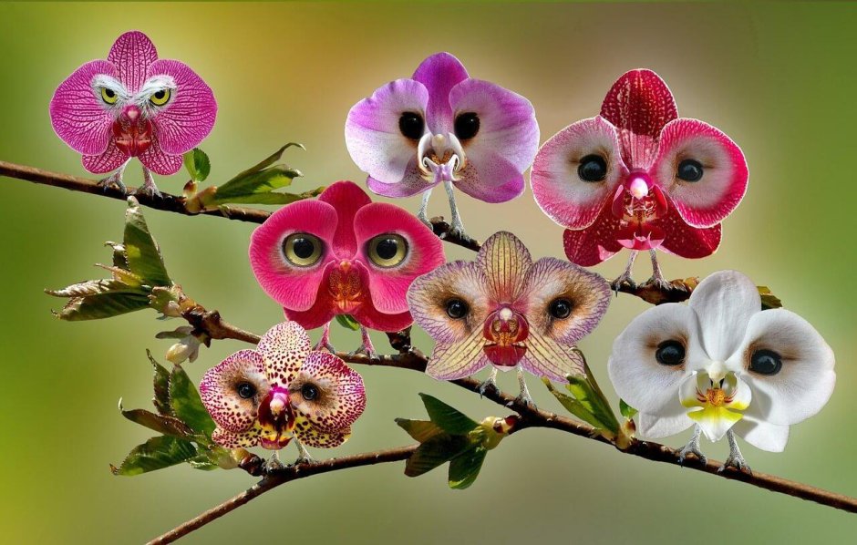 Сова с орхидеями