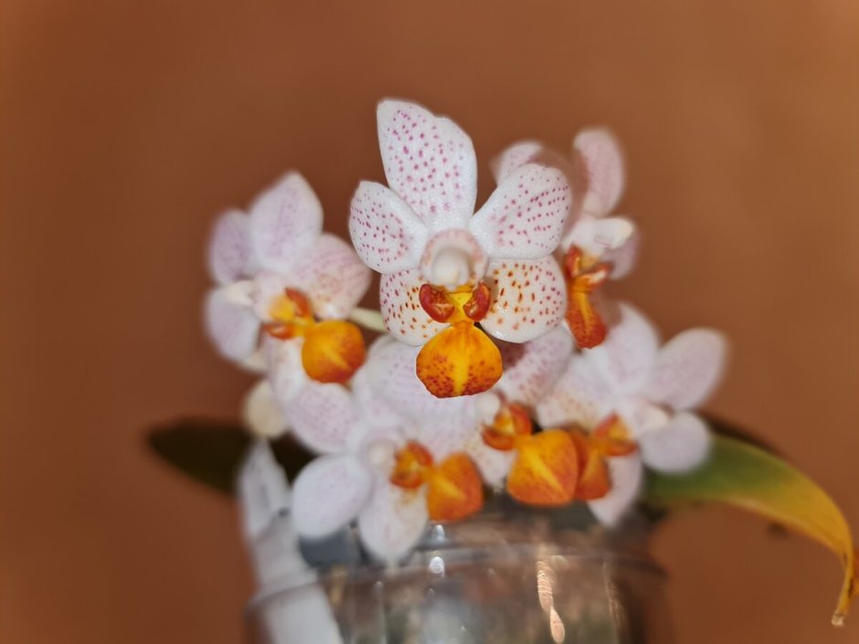 Орхидея зимний водопад с чисто белым цветком фото