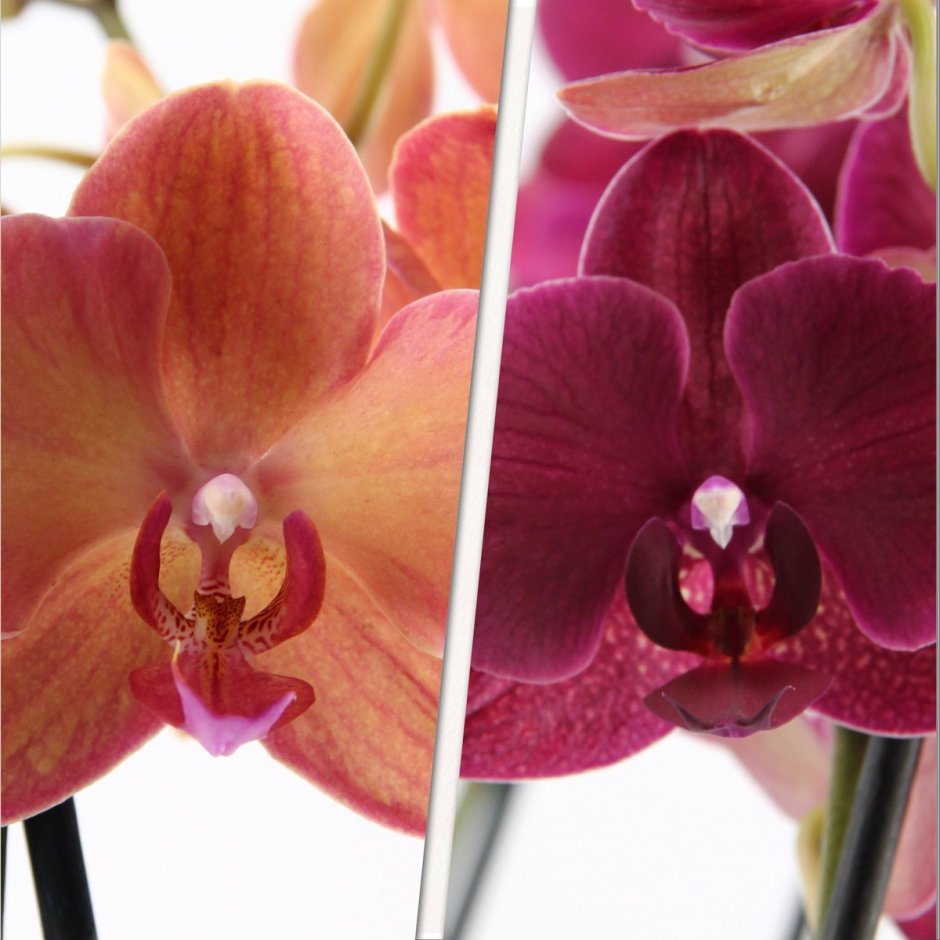 Орхидея фаленопсис Монза