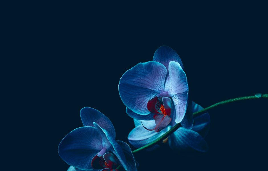 Неоновые орхидеи