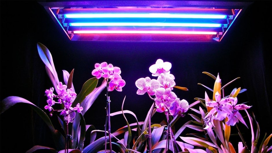Подсветка орхидей фитолампами 9ватт