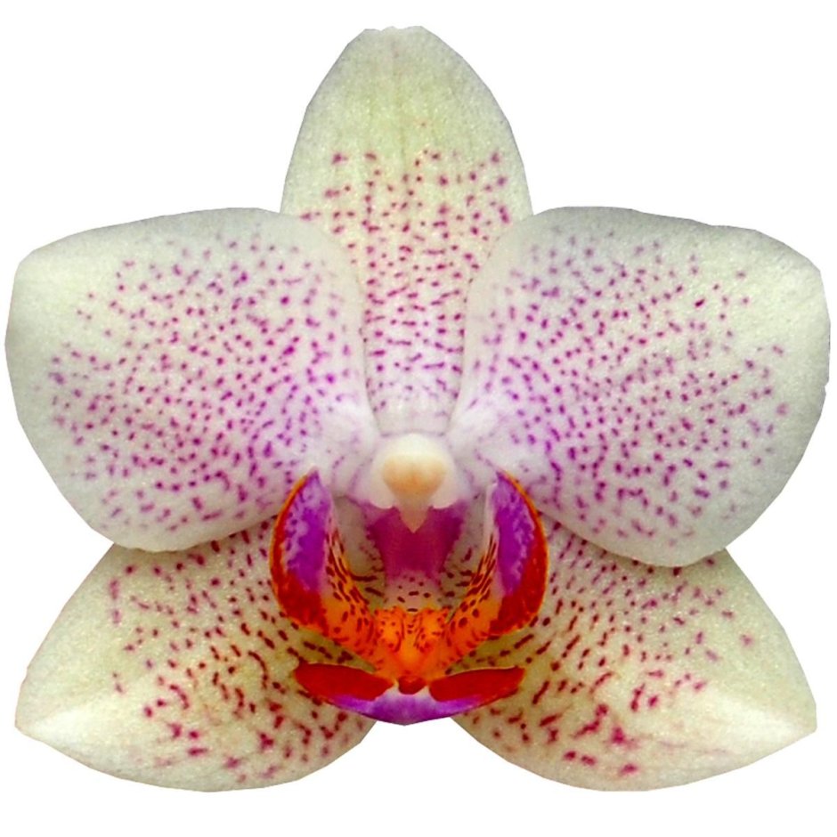 Орхидея неон Мейджик