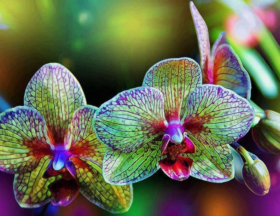 Орхидея фаленопсис Радуга