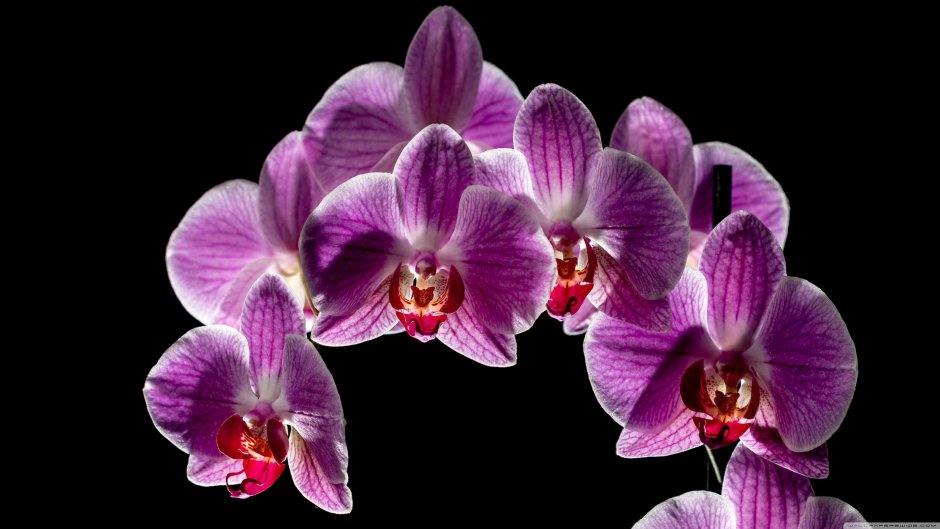 Орхидея фиолетовая