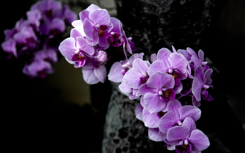 Орхидея Phalaenopsis Purple Dust