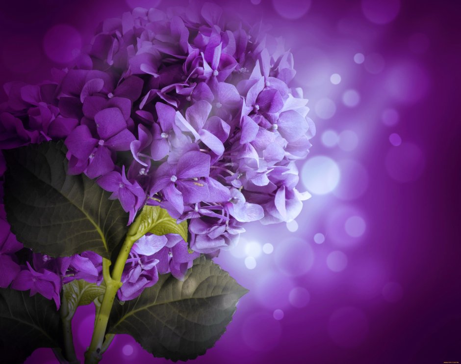 Фиолетовые цветы