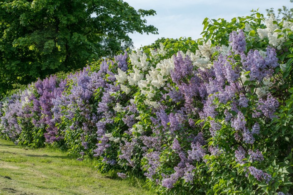 Сирень венгерская изгородь