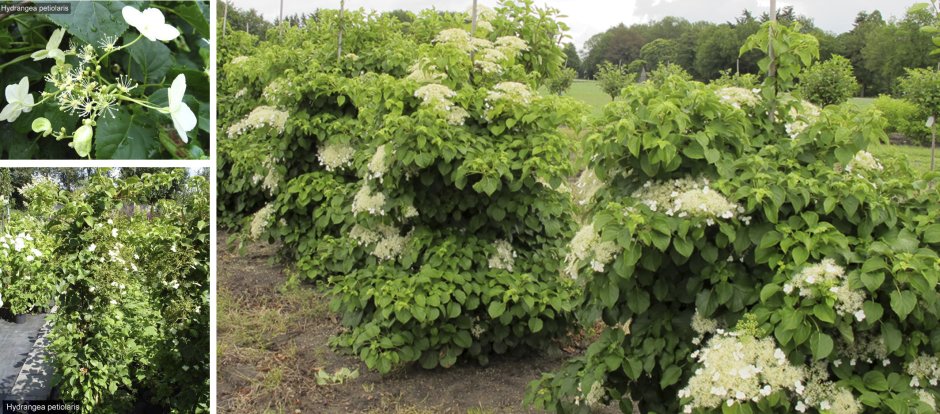 Hydrangea petiolaris отсыхают верхушки