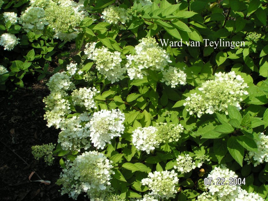 Hydrangea paniculata Harry s Souvenir