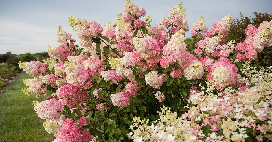 Гортензия метельчатая Strawberry Blossom