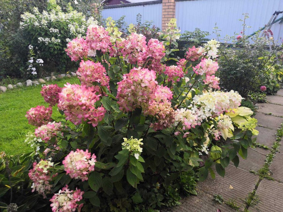 Hydrangea paniculata great Star