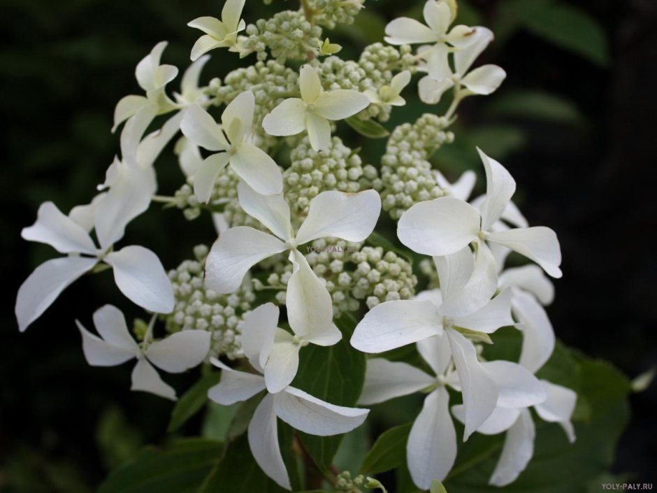 Гортензия метельчатая Hydrangea paniculata great Star