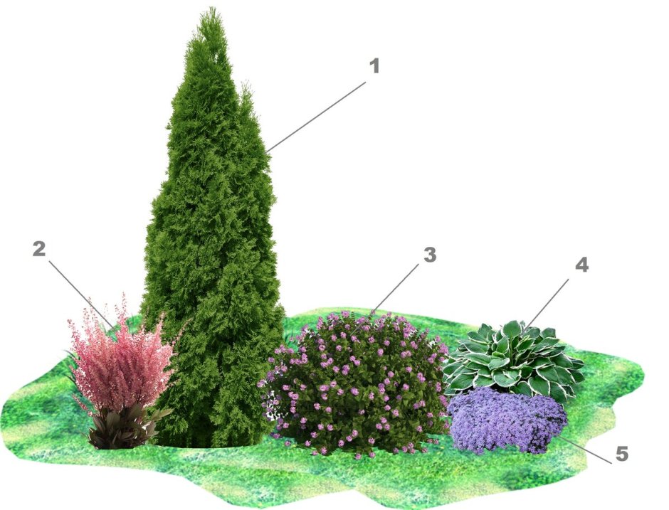Миксбордер туя гортензия Барбарис можжевельник