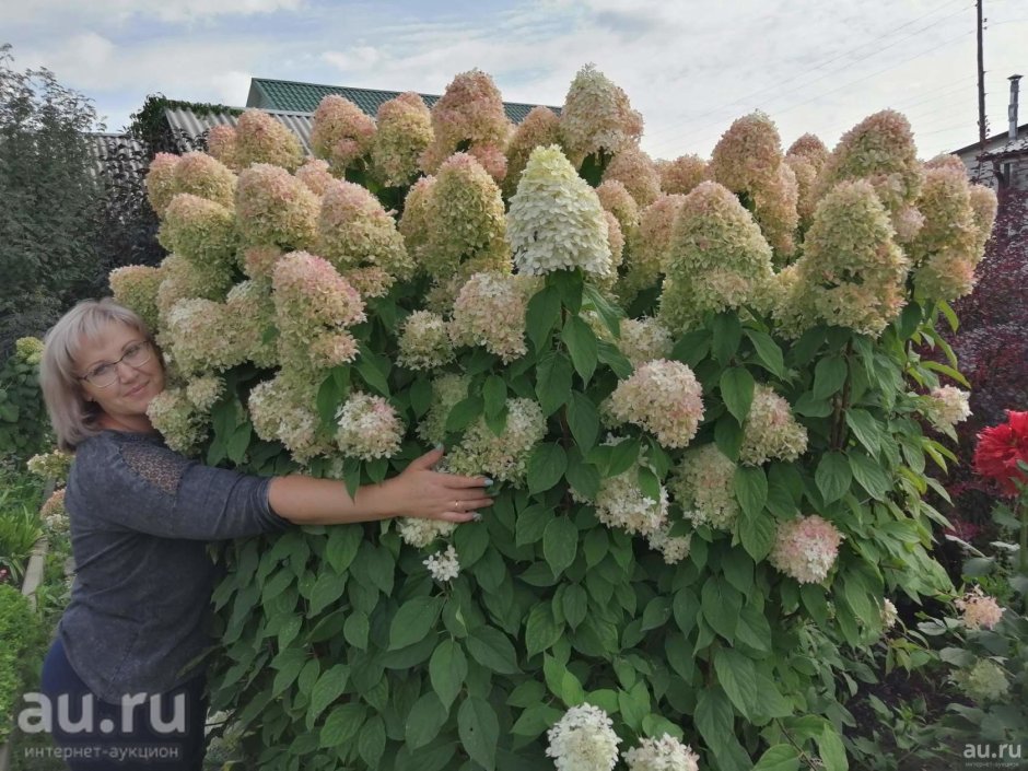 Hydrangea paniculata Garden Light WHITELIGHT