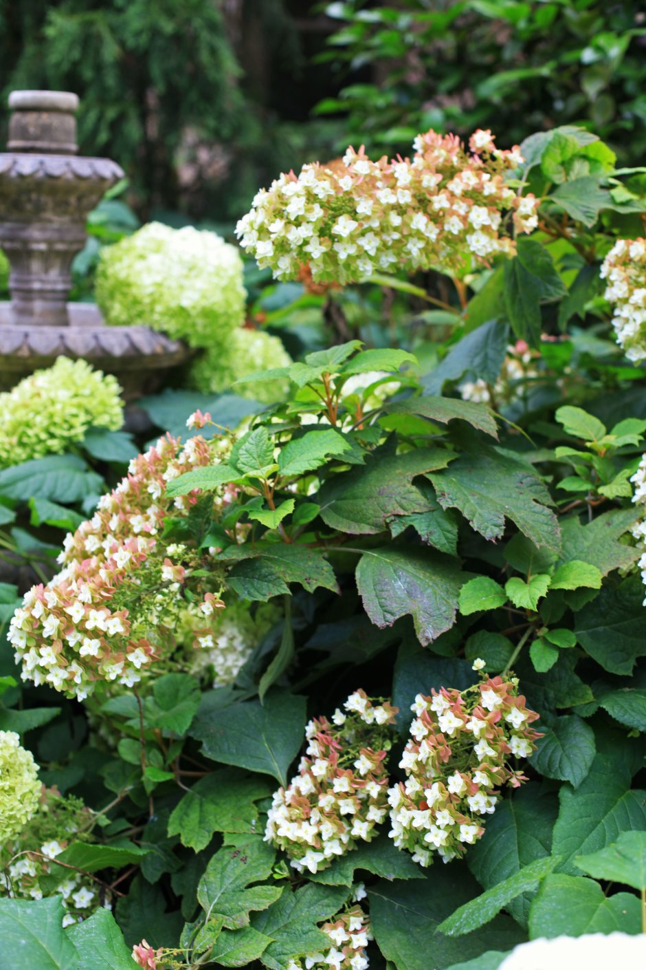 Гортензия дуболистная (Hydrangea quercifolia Snowflake)