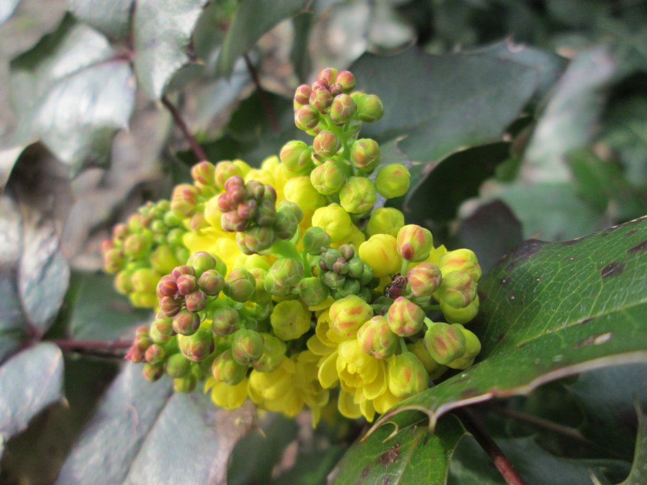 Магония падуболистная Mahonia aquifolium