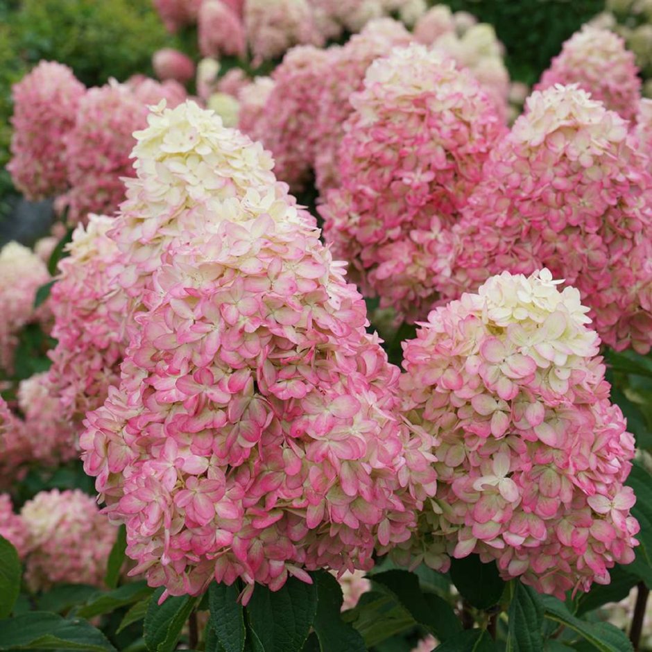 Limelight Prime panicle Hydrangea