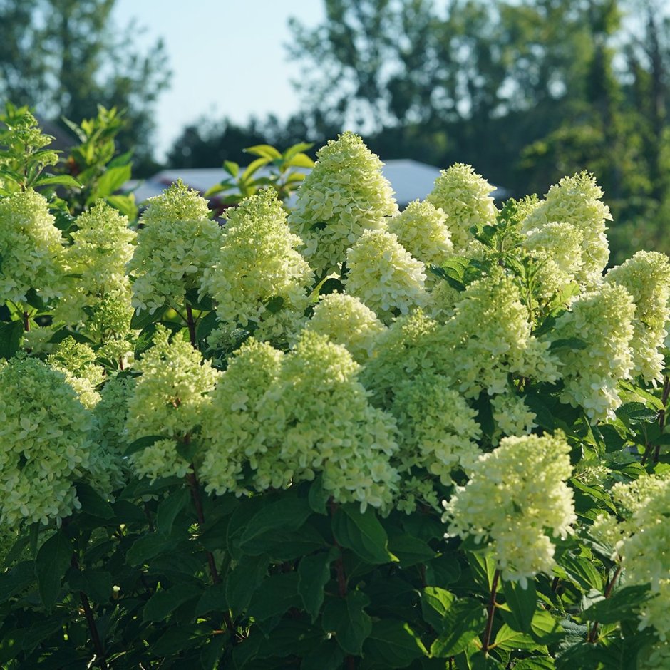 Hydrangea paniculata little Lime Punch