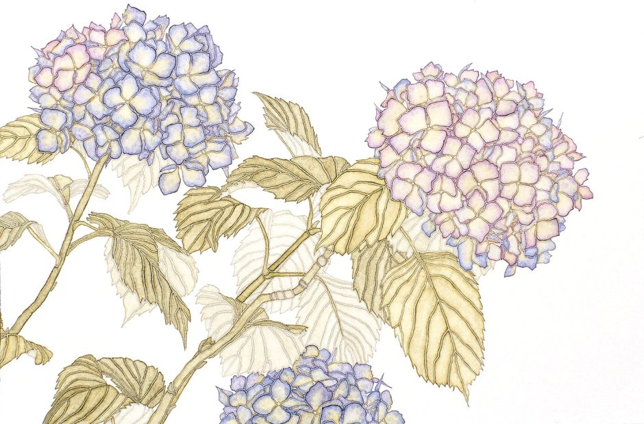 Hydrangea Cage