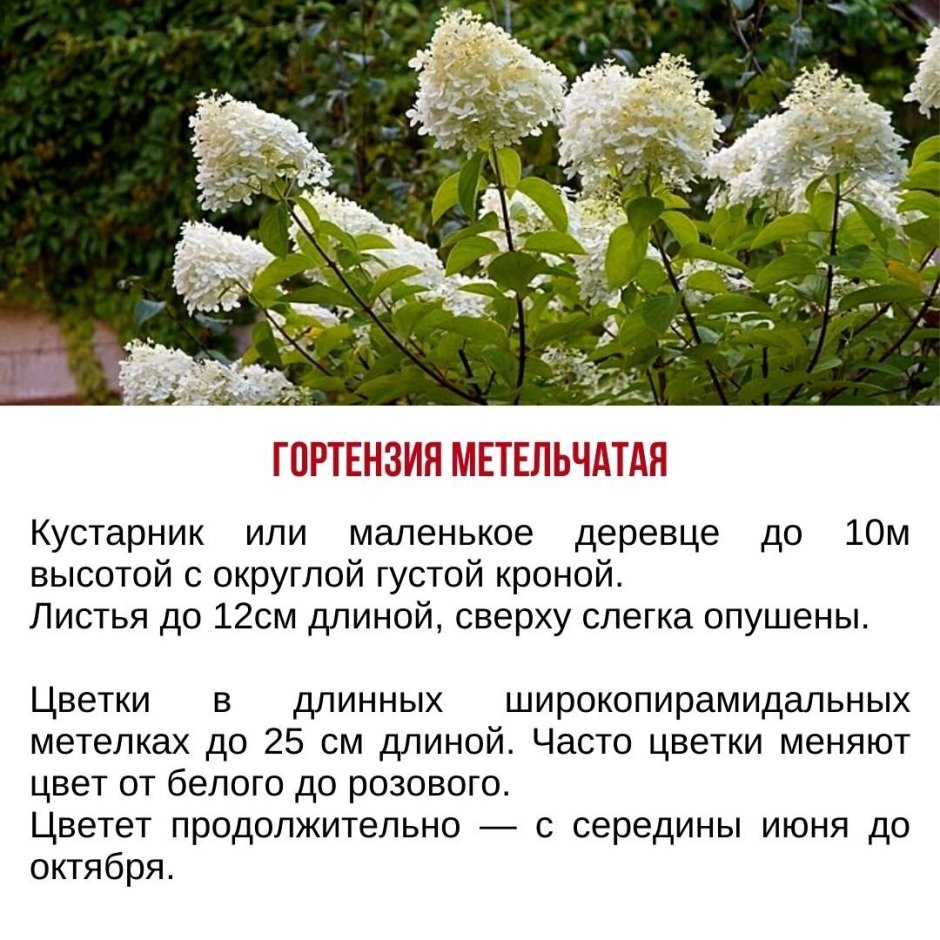 Hortensia Hydrangea