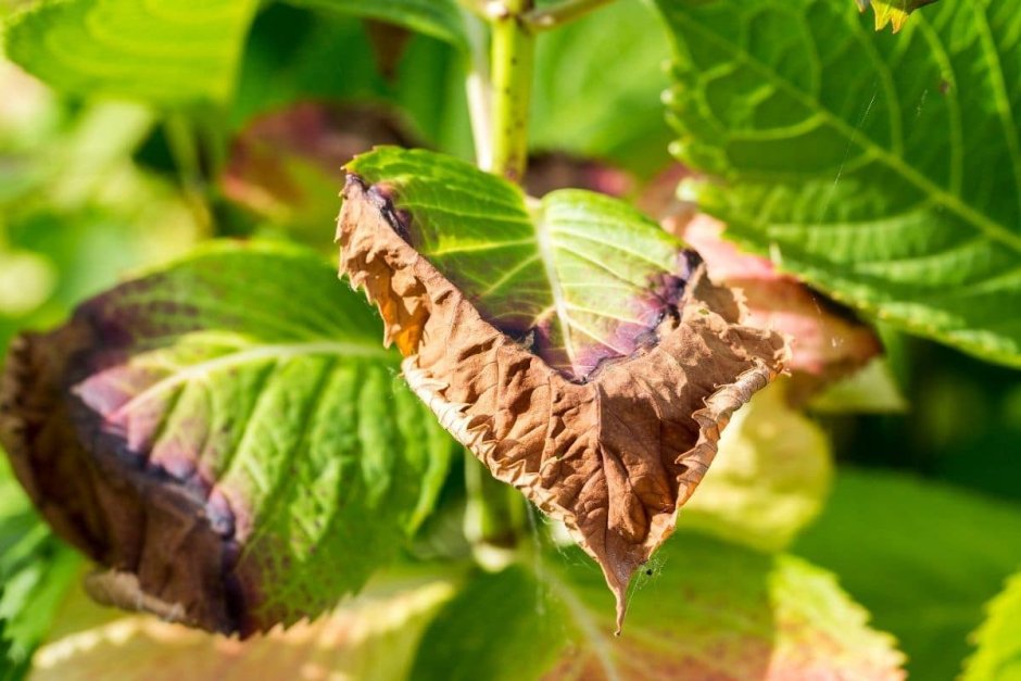 Коричневая кайма на листьях гортензии метельчатой