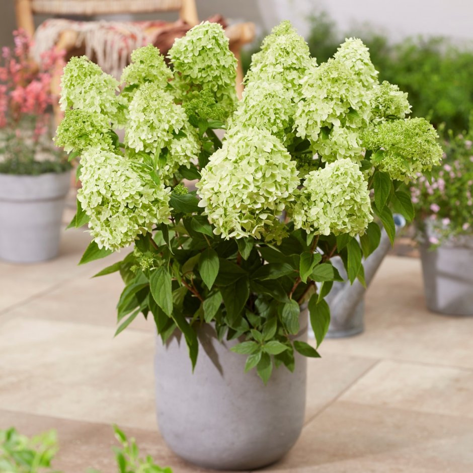 Гортензия Гарденлайт ЛЕМОНЛАЙТ Hydrangea paniculata LEMONLIGHT 'gardenlight'