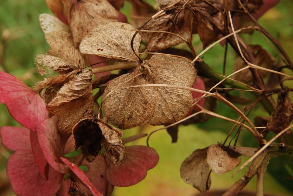 Листья гортензии осенью