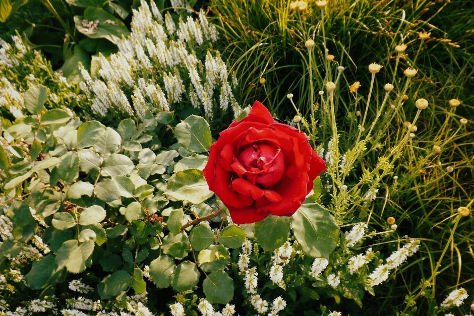 Цветник с красными розами