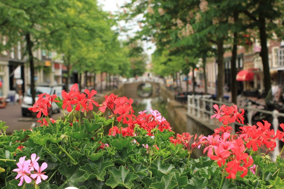 Цветы Голландии