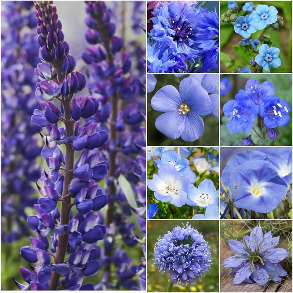 Голубые цветы для клумбы однолетники